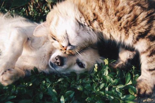 Close up of dog and cat curled up together