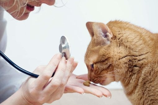 Vet holding stethoscope offering cat a treat