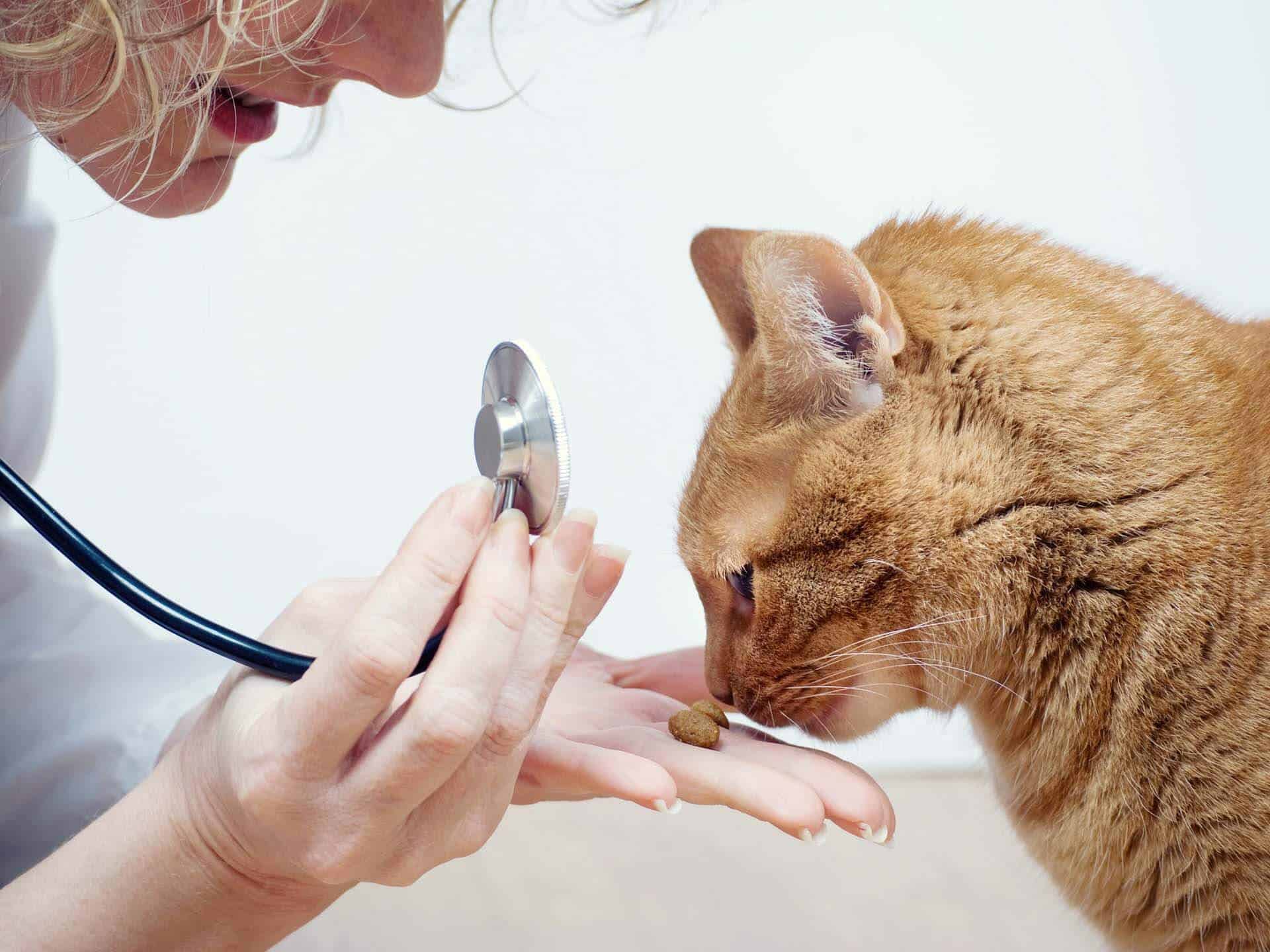 Vet holding stethoscope offering cat a treat
