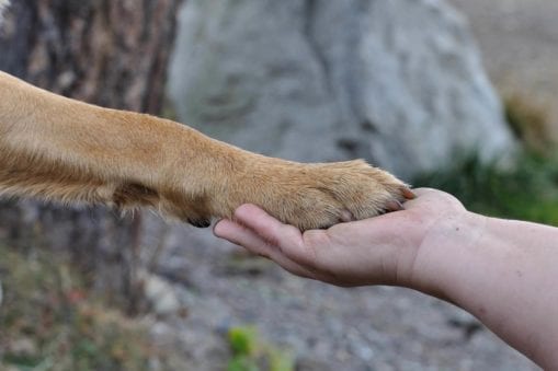 Close up of hand holding dogs paw