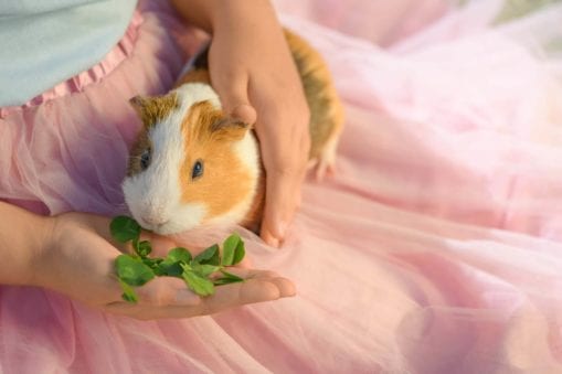 close up of guinea pig being held by little girl