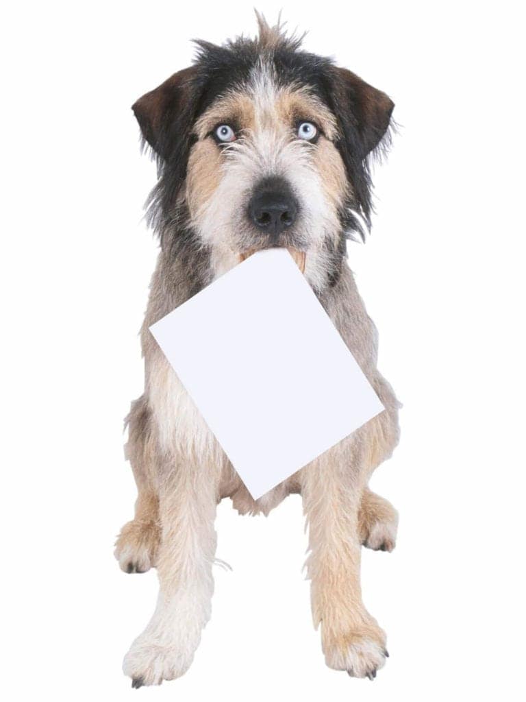 dog holding piece of paper in its mouth