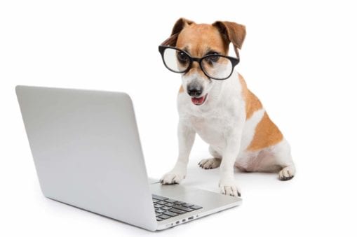 puppy with oversized glasses using laptop computer