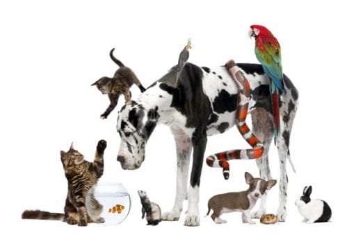 Kittens, small animals, birds and snake sitting on top of Great Dane