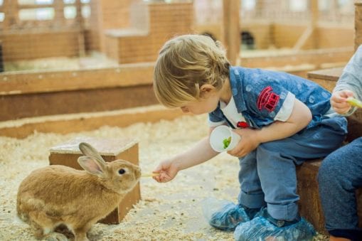 young child feeding rabbit