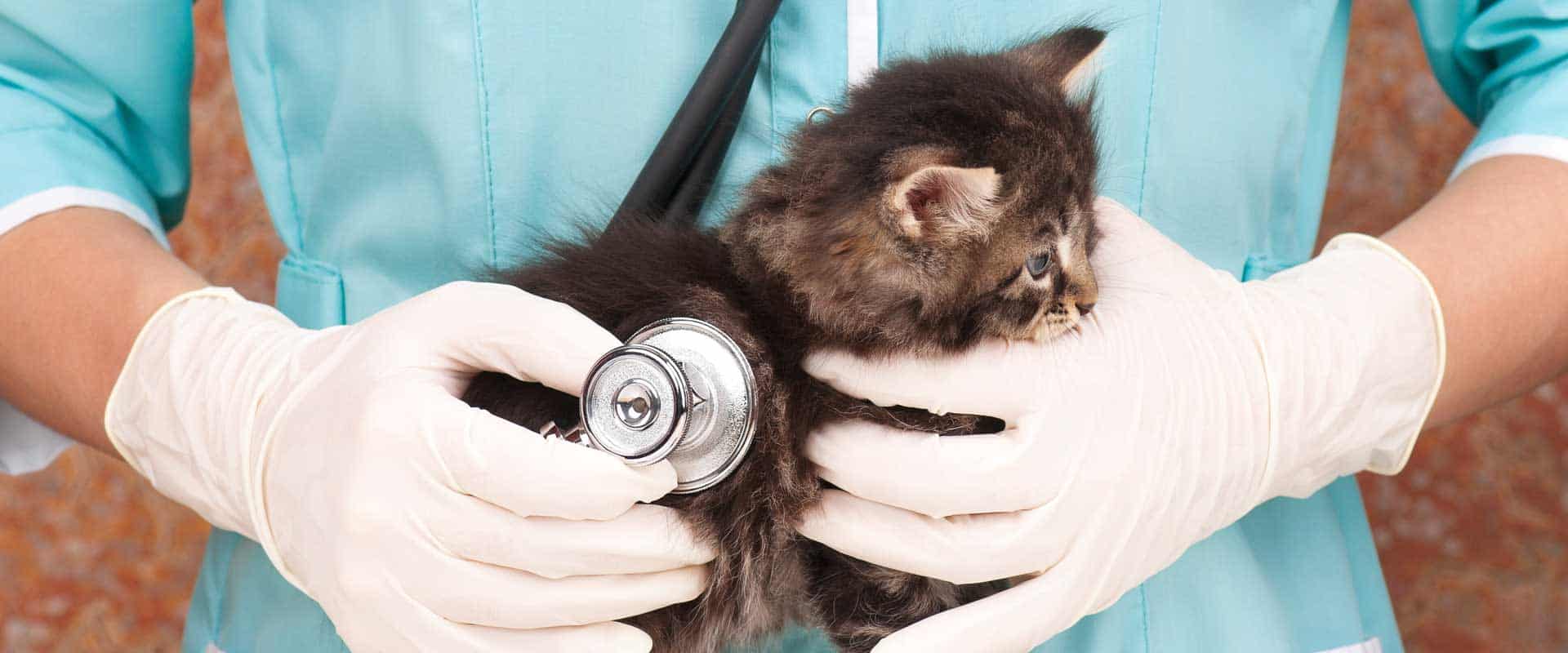 vet technician holding stethoscope to kitten's back