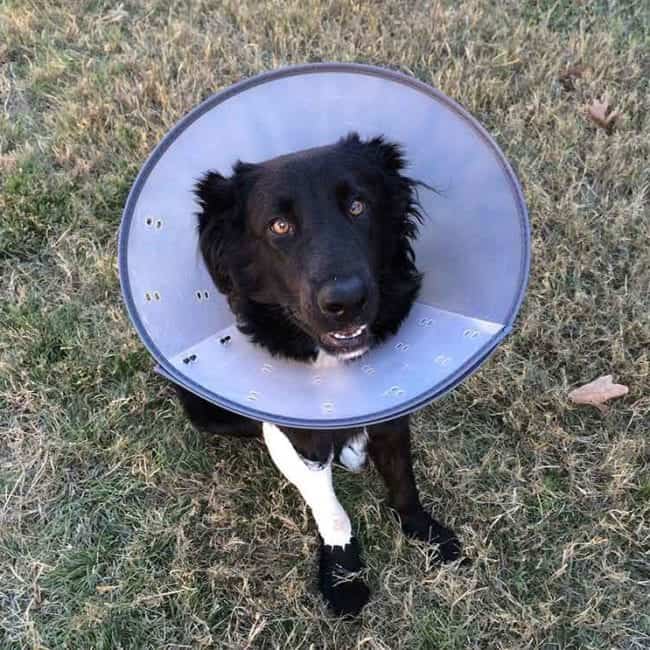 Dog with medical cone and leg splint