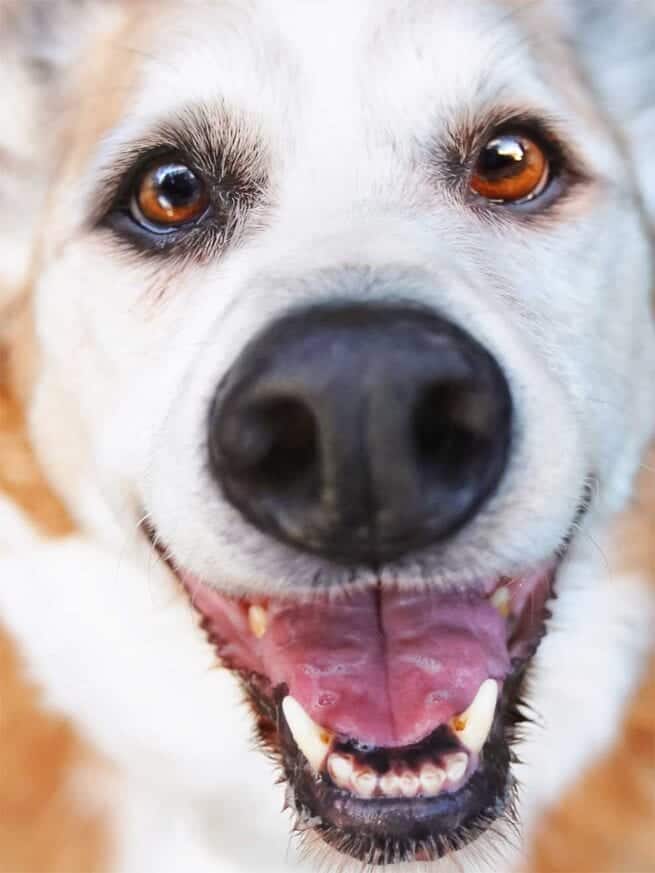 Close up of happy elderly dog's face