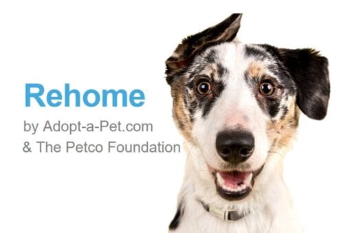 Rehome by Adopt-a-pet.com and the Petco Foundation