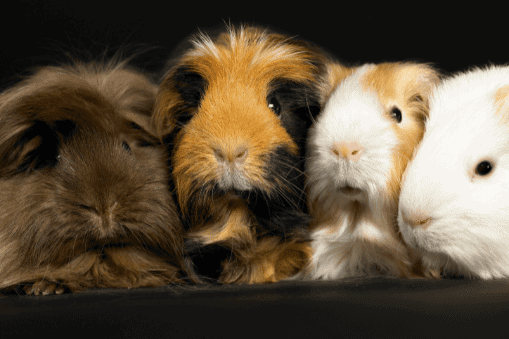 group of colorful Guinea pigs