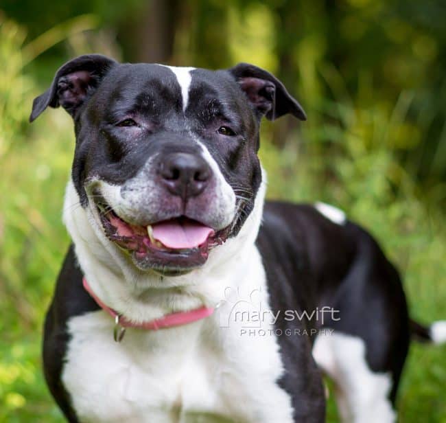Black & White mixed breed large dog