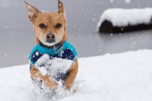 Dog in blue sweater running in snow