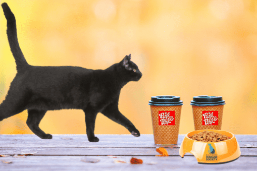 two cups of coffee and a black cat on a picnic table