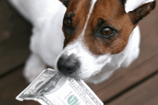 Dog with $100 bill