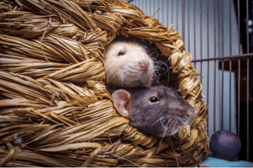 two rats with their heads sticking out of a rattan enclosure