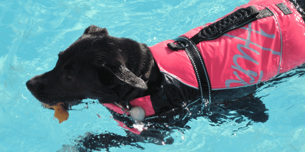 black dog swimming in pool with pink life vest