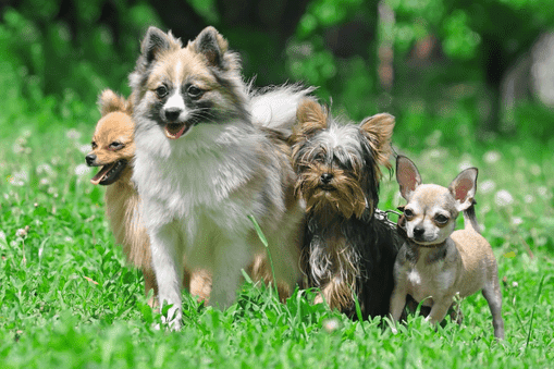 group of little dogs on grass