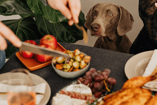 dog looking at food being served at holiday meal